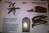 Greater Scaup in book.jpg
