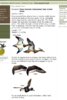Ring Neck duck in book.png