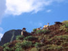hanakoa-kalalau-8-mile-goats.jpg