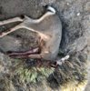 deer 2.jpg