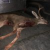 deer3.jpg