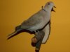 stuffed-mounted-eurasian-collared_1_ec337ba6639774e92407ad019e164984.jpg