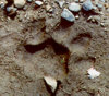 cat track.jpg