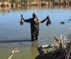 Fuzz retreiving ducks.jpg