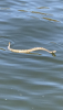 54F567EE-80A8-48EE-8C1B-2855E125A2A8.png