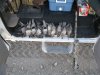 pheasant,dove,deer nov 10-14 015.JPG