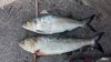 gizzard shad.jpg