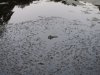 frog huntin' 6-19-13 001.JPG