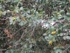 deer 8-7-13 054.JPG