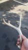 antler.jpg