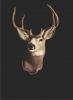 d zone.png