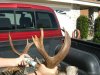 San diego buck 2010 003.jpg