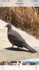 2A351B6C-79B6-43DD-AB47-5096016FC8CA.png