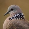 dove.jpg