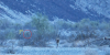 deer 1.png