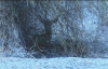 deer 2.png
