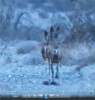 deer 3.png