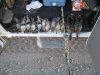 pheasant,dove,deer nov 10-14 017.JPG
