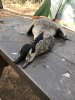duck season 2018 (13).jpg
