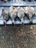 duck season 2018 (31).jpg