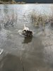 duck season 2018 (34).jpg