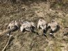 duck season 2018 (37).jpg