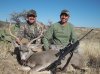 Arizona 2013 deer 007.JPG