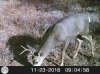 20181123_Deer_cam.jpg