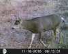 20181118_Deer_cam.jpg