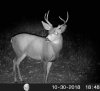 20181030_Deer_cam.jpg
