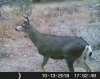 20181013_Deer_cam.jpg