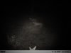 2 mountain lion (2).JPG