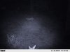mountain lion (2).JPG