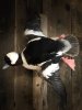 Bufflehead.jpg
