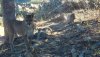 pine hills cat 2018.jpg