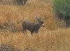 09100004 - Copy (2) - Copy.JPG