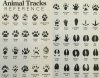 tracks.jpg