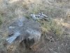 ground squirrels 6-14-11 002.JPG