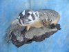 badger_mount.jpg