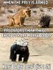 Honey badger.jpg