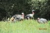 turkeys 4-11-13 010.JPG