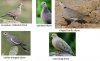 Doves.jpg