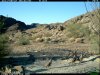 trail cam desert 3258.JPG