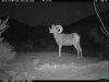 trail cam desert 2301.JPG