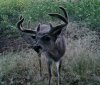 coues.jpg