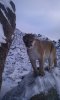 lion #1.jpg