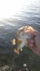 IMG_20190614_064819.jpg