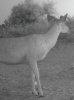 buck 16 d.jpg