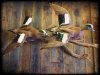 wigeon.jpg