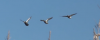 2019-07-18 09_43_17-DU TV Video-2.png